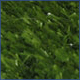 astro turf