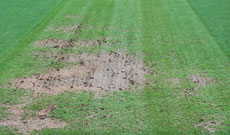 Cricket pitch water control and crush line drain systems.