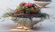 Outdoor Circular Cement Planter Display